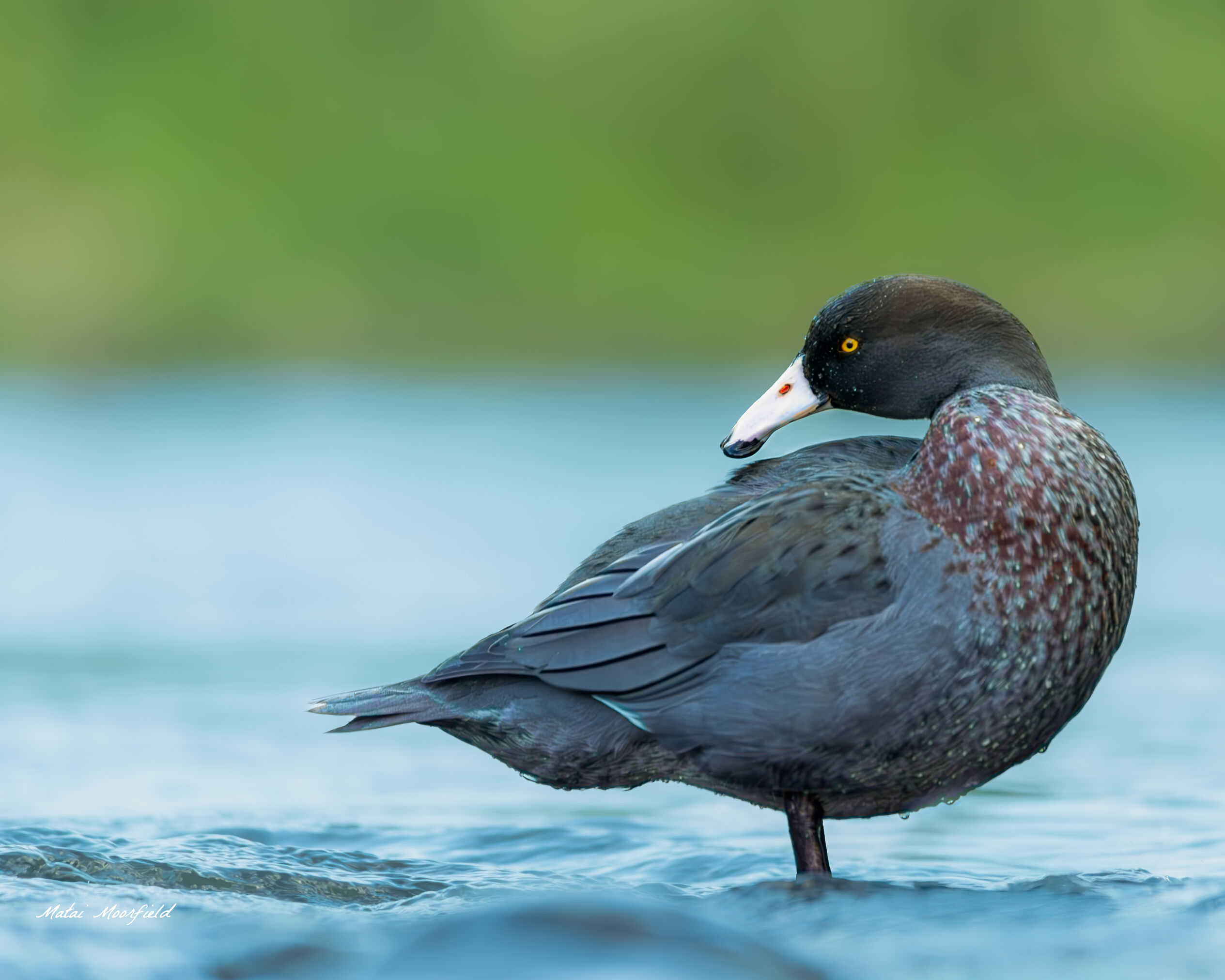 Native and endangered Blue Duck/Whio Native and endangered Blue Duck/Whio